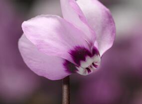 Brambořík 'Cyberia Pink' - Cyclamen coum 'Cyberia Pink'