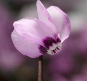 Brambořík 'Cyberia Pink' - Cyclamen coum 'Cyberia Pink'