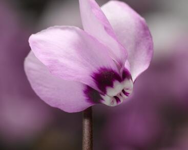 Brambořík 'Cyberia Pink'