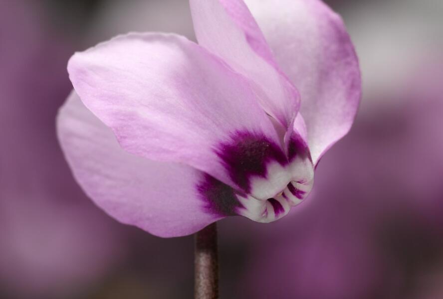 Brambořík 'Cyberia Pink' - Cyclamen coum 'Cyberia Pink'