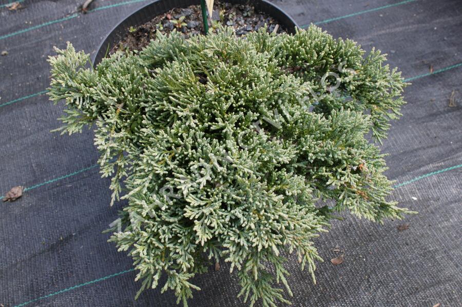 Jalovec polehlý 'Ice Blue' - Juniperus horizontalis 'Ice Blue'