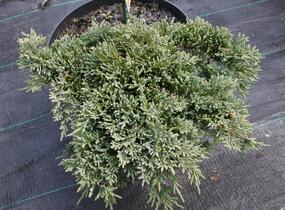 Jalovec polehlý 'Ice Blue' - Juniperus horizontalis 'Ice Blue'