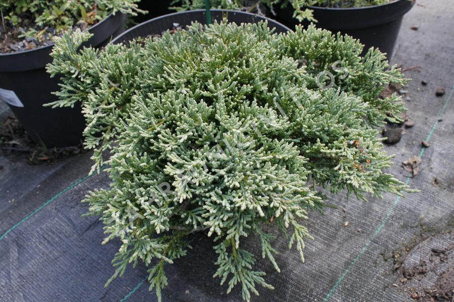 Jalovec polehlý 'Ice Blue' - Juniperus horizontalis 'Ice Blue'