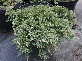 Jalovec polehlý 'Ice Blue' - Juniperus horizontalis 'Ice Blue'