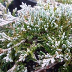 Jalovec polehlý 'Ice Blue' - Juniperus horizontalis 'Ice Blue'