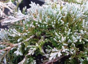 Jalovec polehlý 'Ice Blue' - Juniperus horizontalis 'Ice Blue'