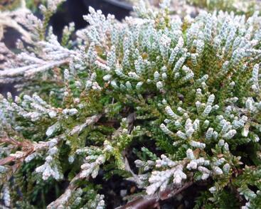 Jalovec polehlý 'Ice Blue'