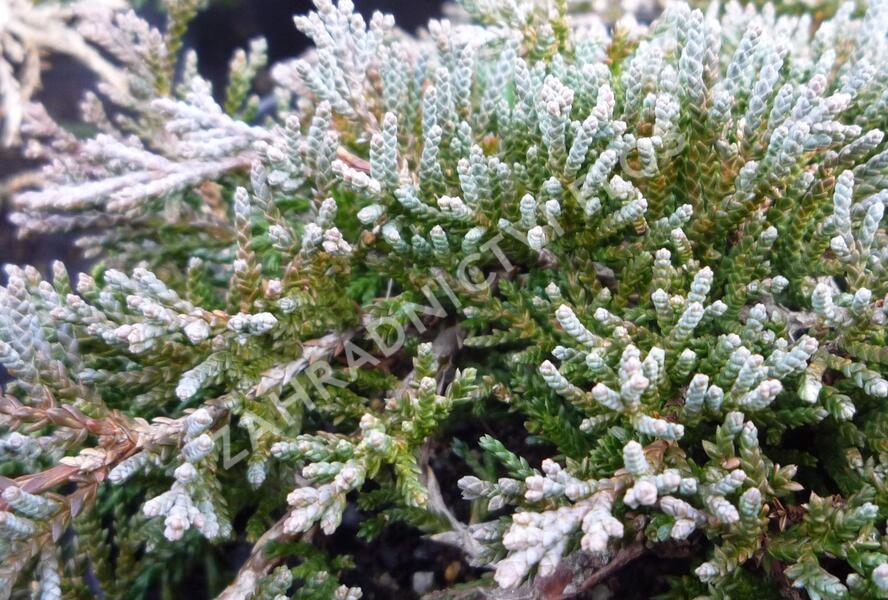 Jalovec polehlý 'Ice Blue' - Juniperus horizontalis 'Ice Blue'
