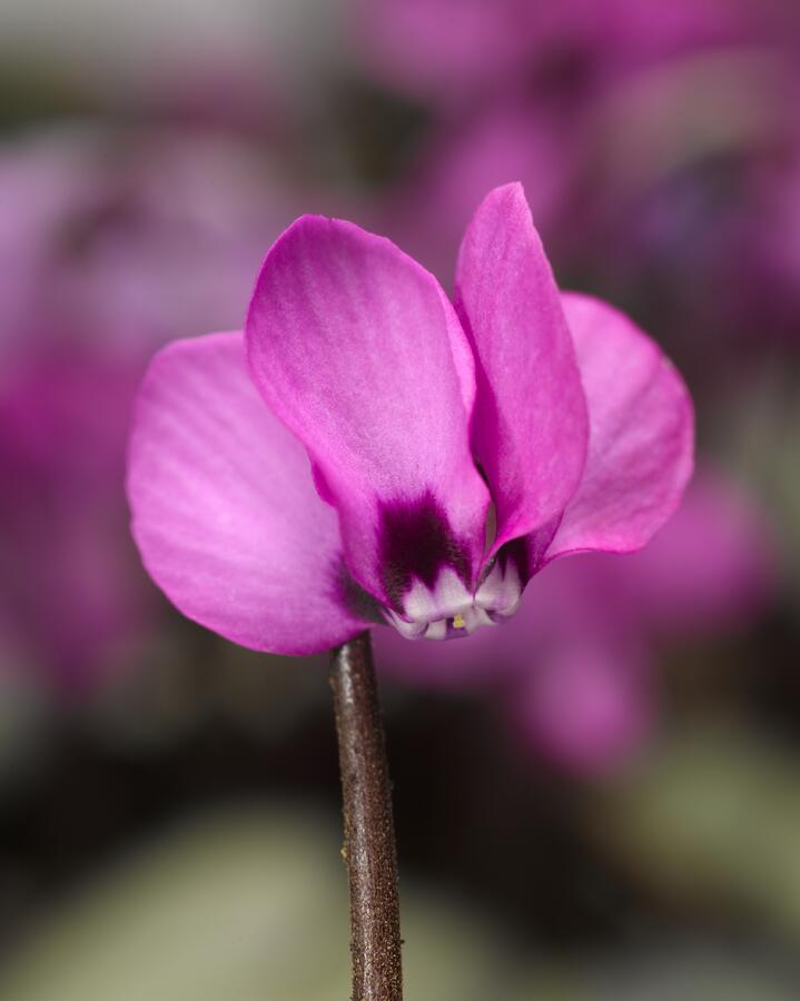 Brambořík 'Cyberia Dark Rose' - Cyclamen coum 'Cyberia Dark Rose'