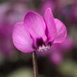 Brambořík 'Cyberia Dark Rose' - Cyclamen coum 'Cyberia Dark Rose'