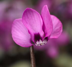 Brambořík 'Cyberia Dark Rose' - Cyclamen coum 'Cyberia Dark Rose'