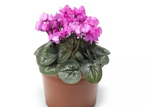 Brambořík 'Cyberia Dark Rose' - Cyclamen coum 'Cyberia Dark Rose'