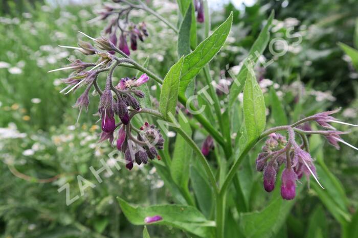 Kostival lékařský - Symphytum officinale