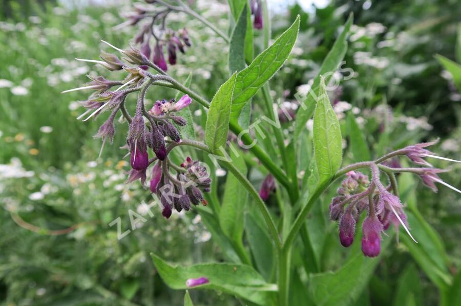 Kostival lékařský - Symphytum officinale