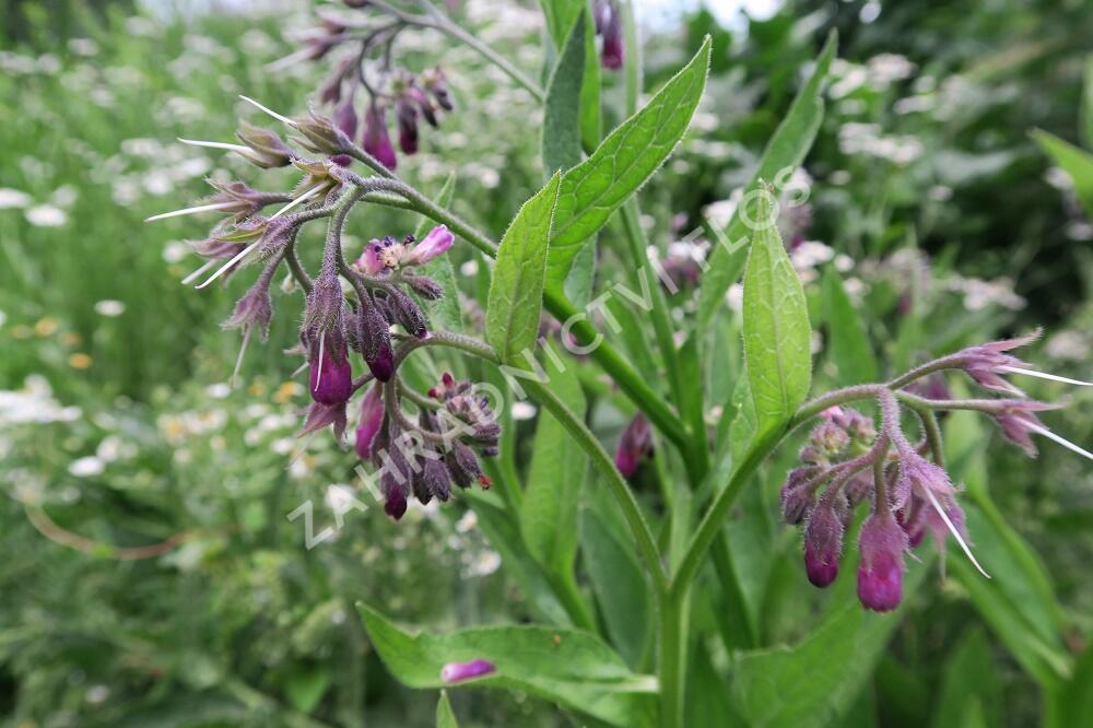 Kostival lékařský - Symphytum officinale