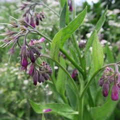 Kostival lékařský - Symphytum officinale