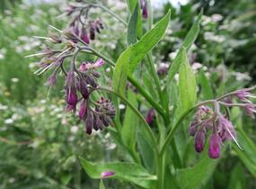Kostival lékařský - Symphytum officinale