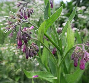 Kostival lékařský - Symphytum officinale