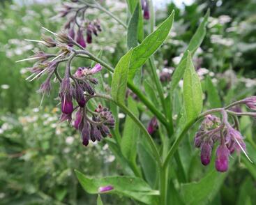 Kostival lékařský