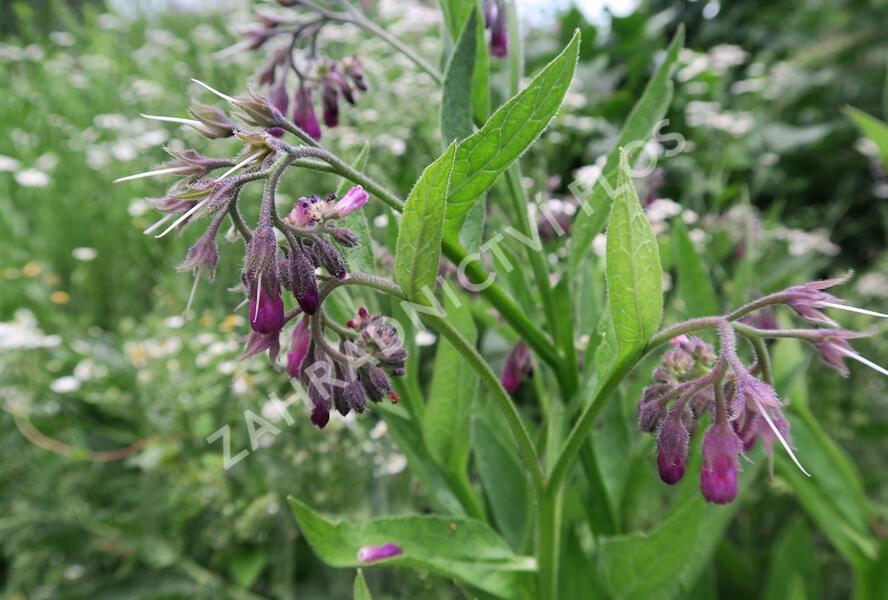 Kostival lékařský - Symphytum officinale