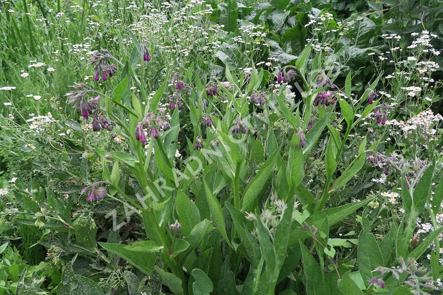 Kostival lékařský - Symphytum officinale