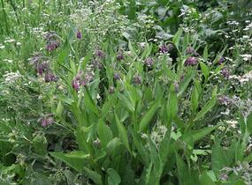Kostival lékařský - Symphytum officinale