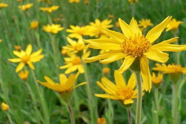 Arnika horská - Arnica montana