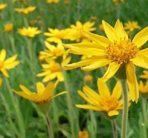 Arnika horská - Arnica montana