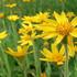 arnika-horska.jpg