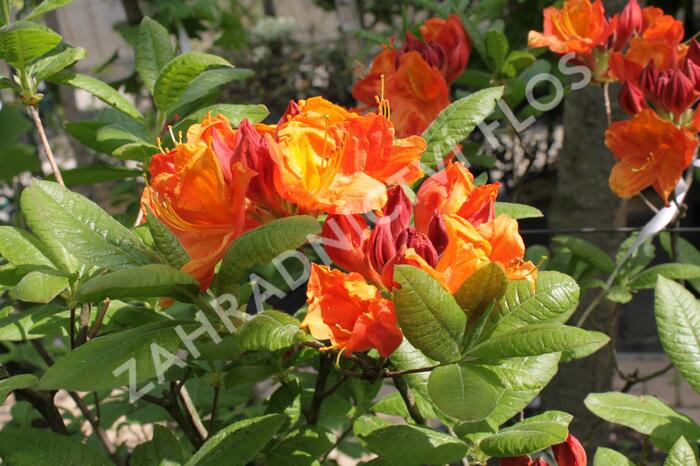 Pěnišník měkký - Azalea mollis