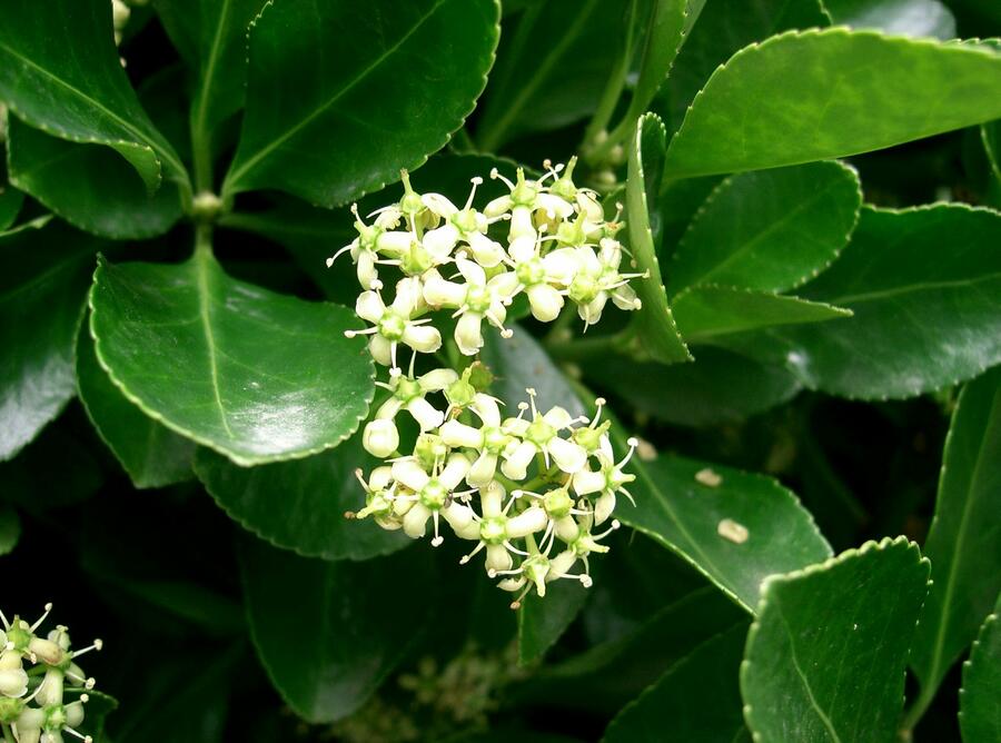 Brslen japonský - Euonymus japonicus