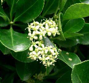 Brslen japonský - Euonymus japonicus