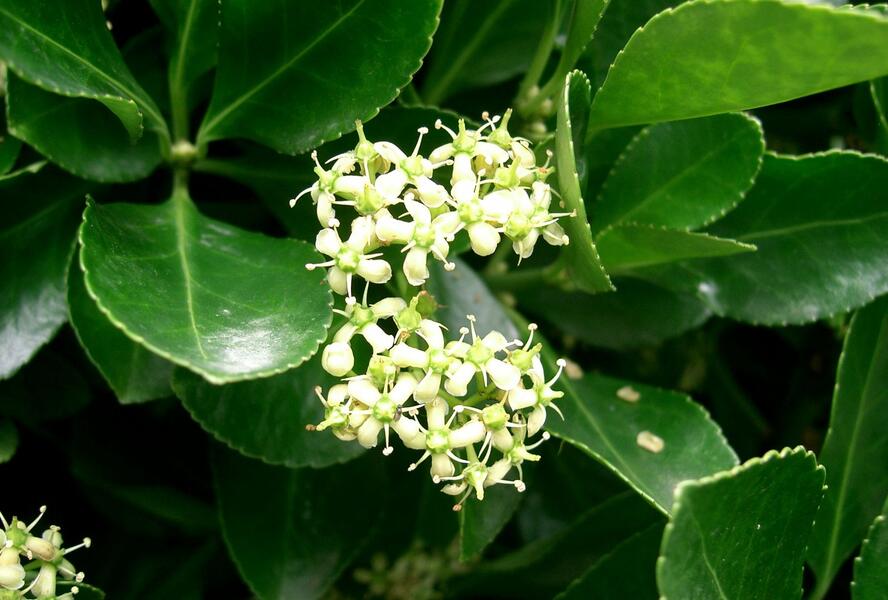 Brslen japonský - Euonymus japonicus