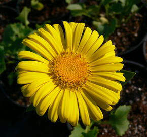 Kamzičník východní 'Little Leo' - Doronicum orientale 'Little Leo'