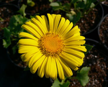 Kamzičník východní 'Little Leo'