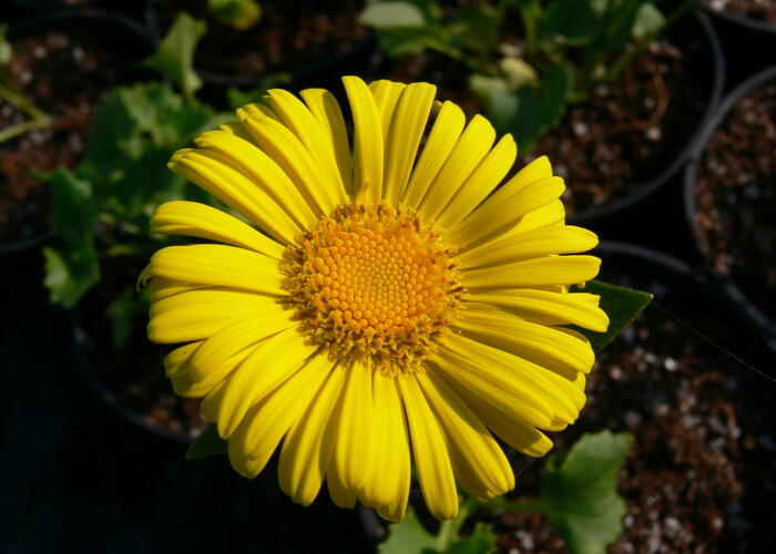 Kamzičník východní 'Little Leo' - Doronicum orientale 'Little Leo'