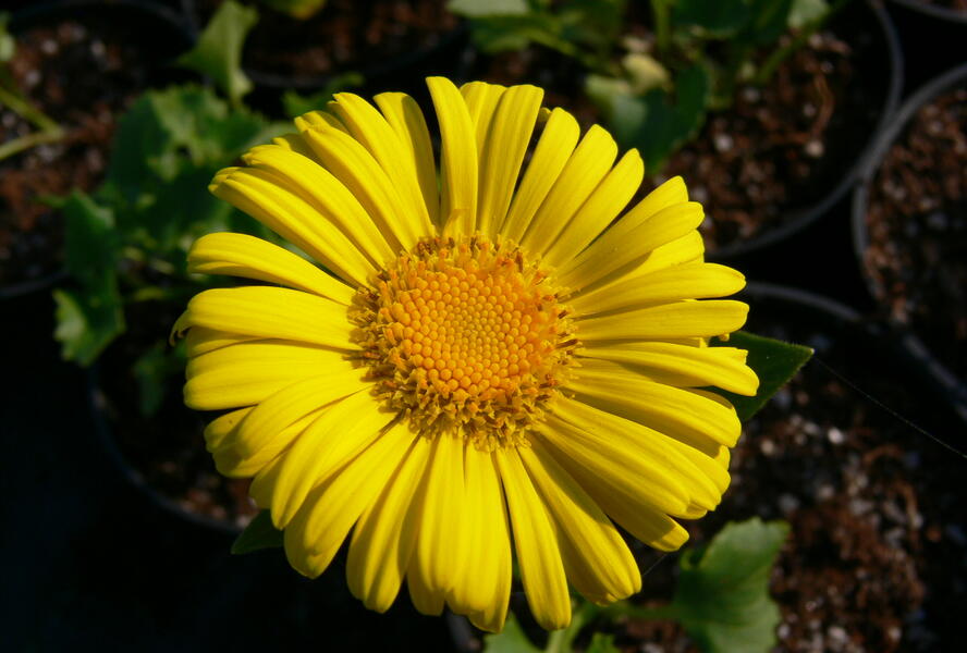 Kamzičník východní 'Little Leo' - Doronicum orientale 'Little Leo'