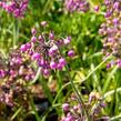 Česnek převislý 'Hidcote' - Allium cernuum 'Hidcote'