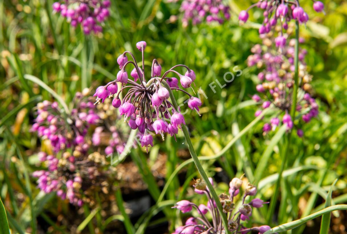 Česnek převislý 'Hidcote' - Allium cernuum 'Hidcote'