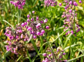 Česnek převislý 'Hidcote' - Allium cernuum 'Hidcote'