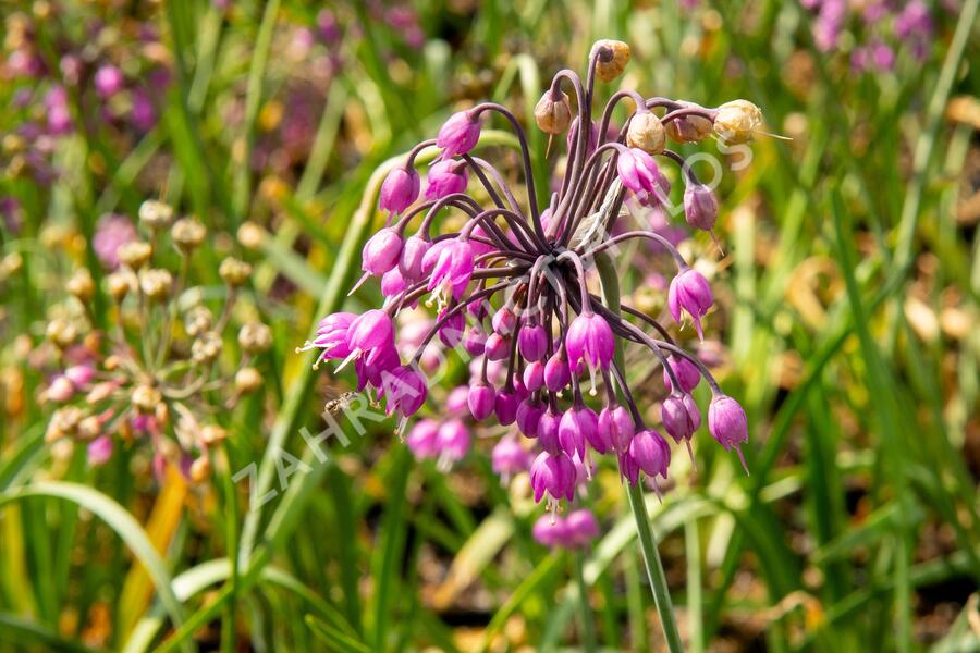 Česnek převislý 'Hidcote' - Allium cernuum 'Hidcote'