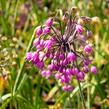 Česnek převislý 'Hidcote' - Allium cernuum 'Hidcote'