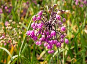 Česnek převislý 'Hidcote' - Allium cernuum 'Hidcote'
