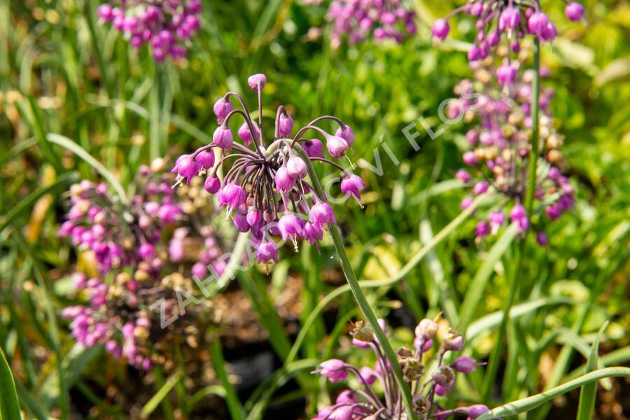 Česnek převislý 'Hidcote' - Allium cernuum 'Hidcote'