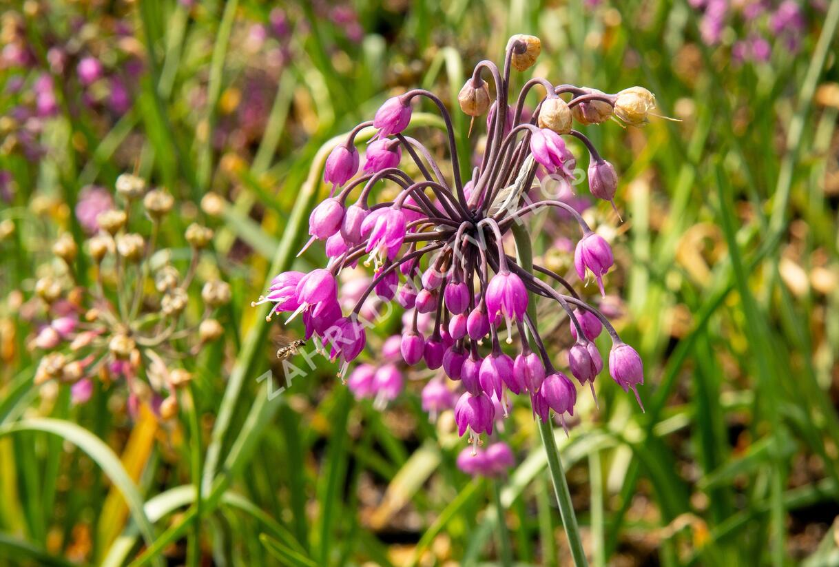 Česnek převislý 'Hidcote' - Allium cernuum 'Hidcote'