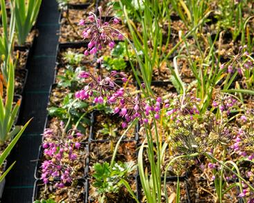 Česnek převislý 'Hidcote'