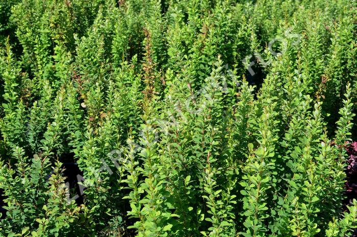 Dřišťál Thunbergův 'Erecta' - Berberis thunbergii 'Erecta'