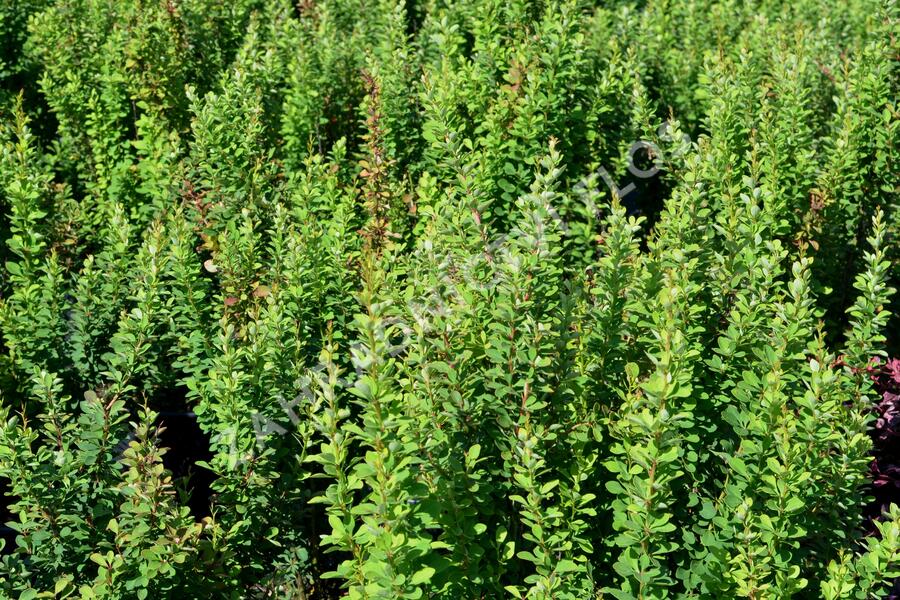 Dřišťál Thunbergův 'Erecta' - Berberis thunbergii 'Erecta'