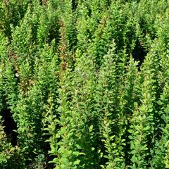 Dřišťál Thunbergův 'Erecta' - Berberis thunbergii 'Erecta'