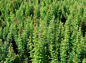 Dřišťál Thunbergův 'Erecta' - Berberis thunbergii 'Erecta'